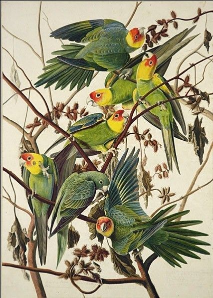 John James Audubon Carolina Parrot